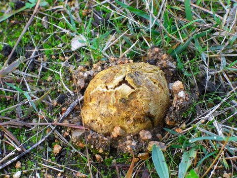 UNA SETA CURIOSA ( no se identificarla, aparecio en el jardin)