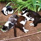 Una siesta de gatos en ronda...