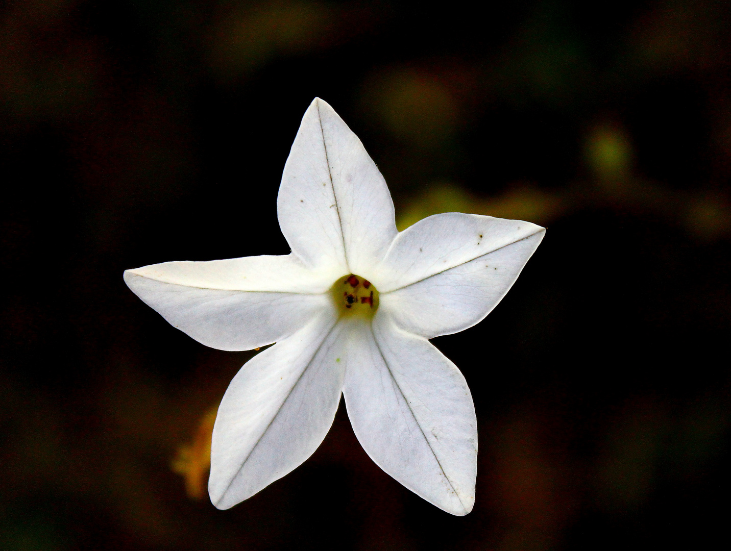 Una simple flor del campo