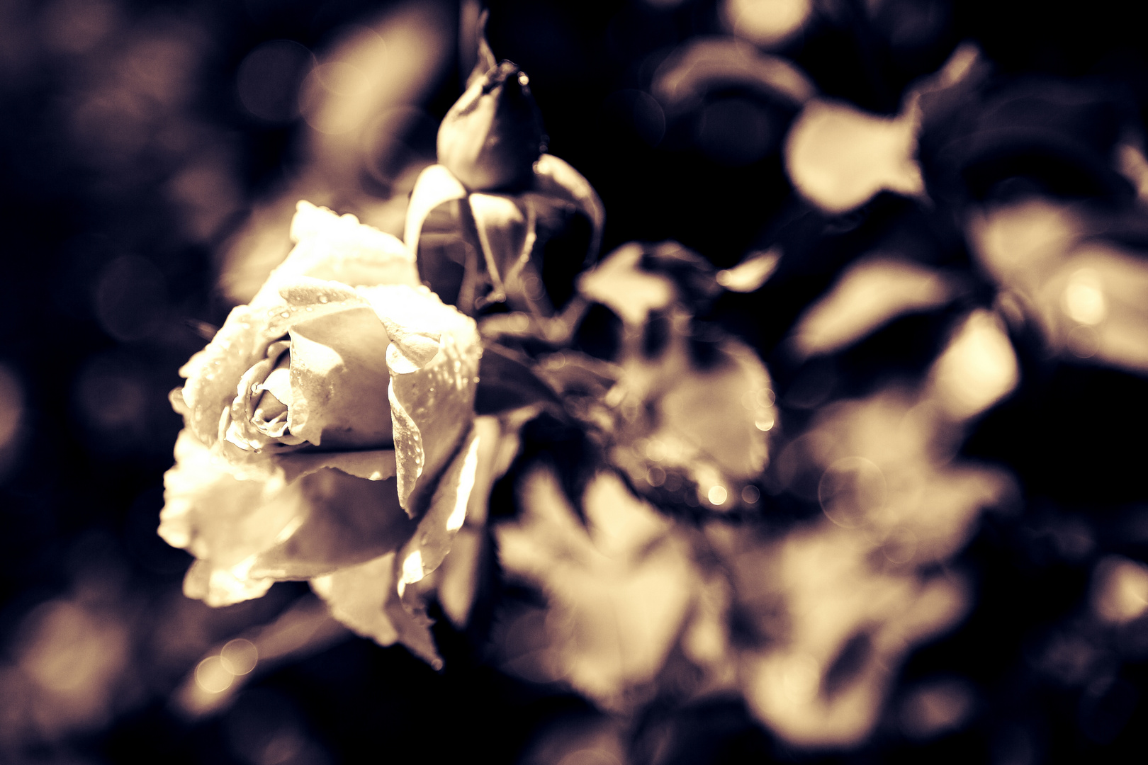 “Una singola rosa può essere il mio giardino... un singolo amico, il mio mondo.” (Leo Buscaglia)