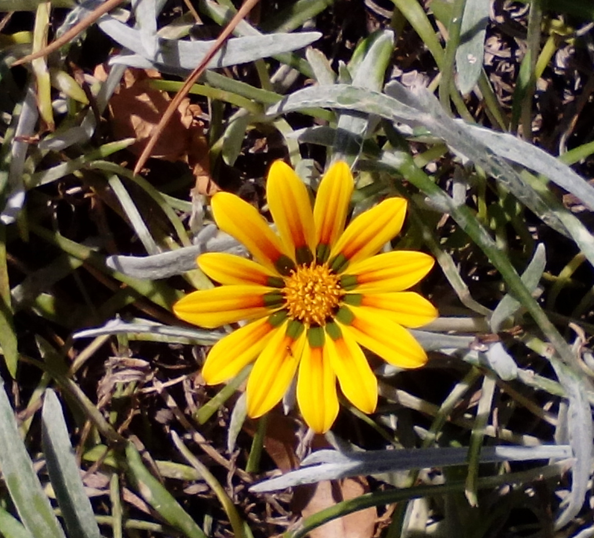  una sola flor   