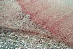 Una spiaggia rosa...in Sardegna