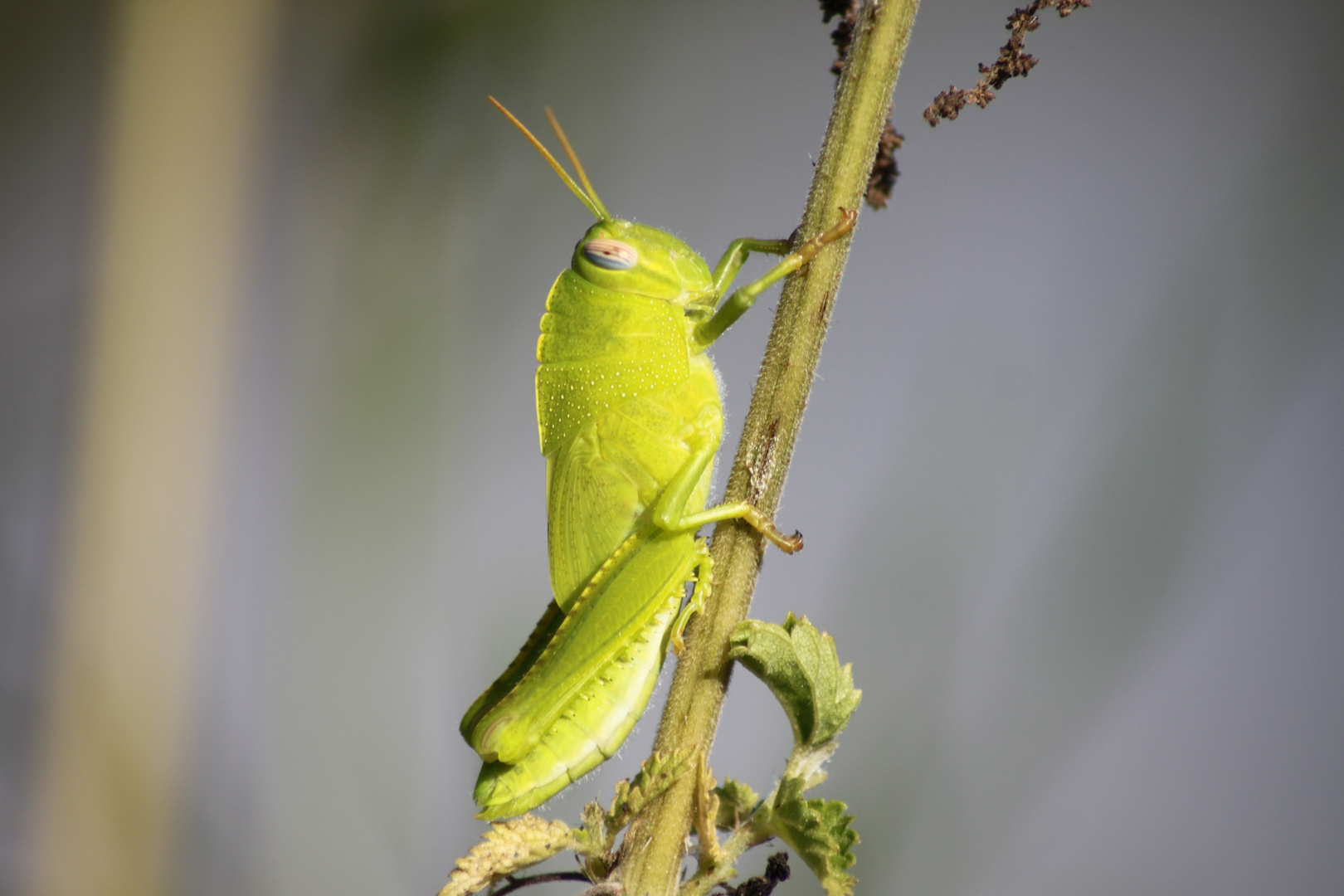 una splendida locusta.