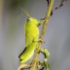 una splendida locusta.