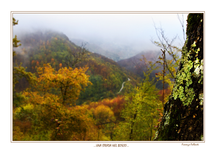 ...UNA STRADA NEL BOSCO...