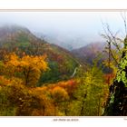 ...UNA STRADA NEL BOSCO...