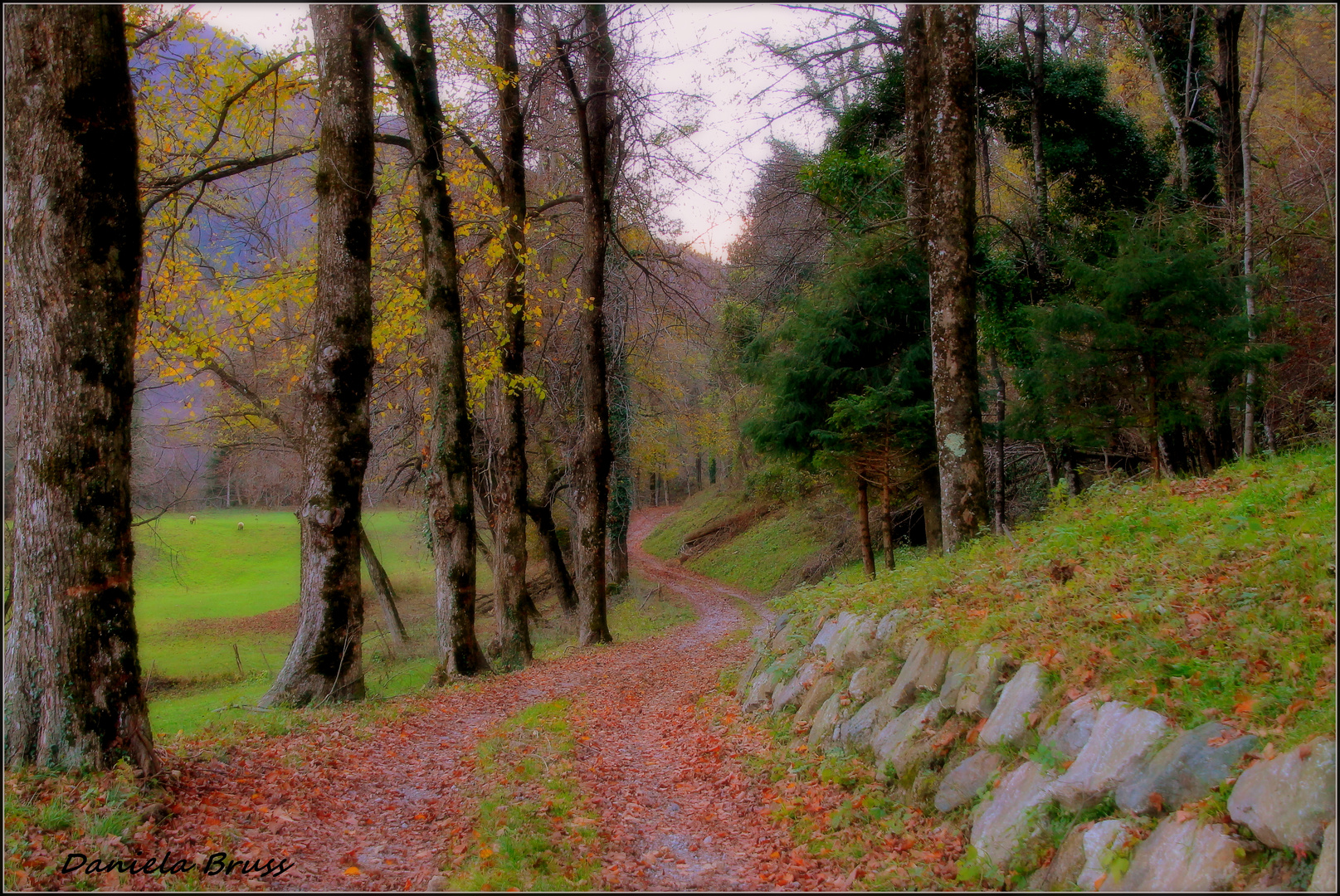 Una stradina nel bosco (Carnia)