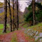 Una stradina nel bosco (Carnia)