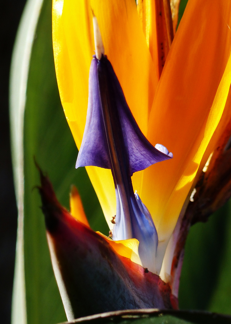 Una Strelitzia de Cádiz