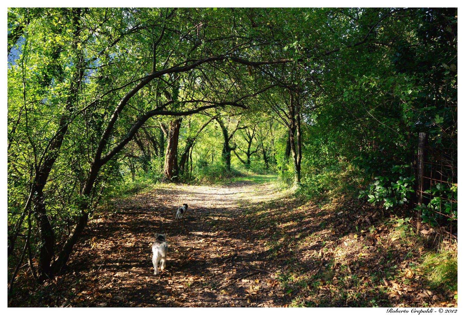 Una suggestiva passeggiata nel bosco