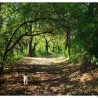 Una suggestiva passeggiata nel bosco