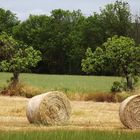 una tarde en el campo