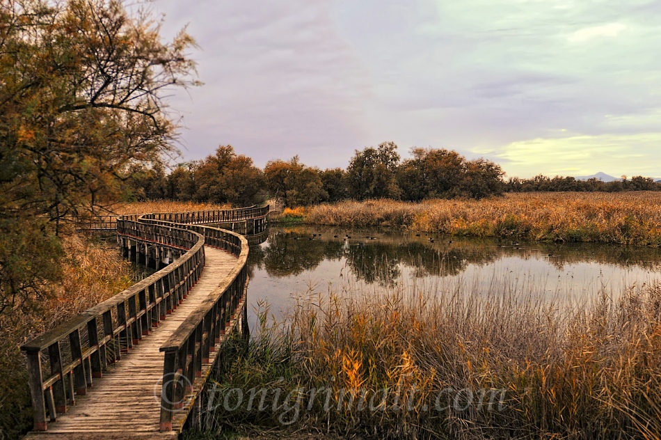 Una tarde en Tablas de Daimiel.