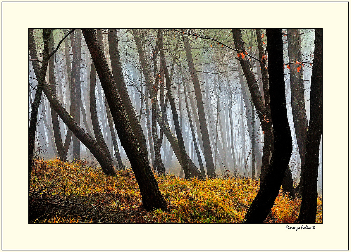 ...UNA TRANQUILLA DOMENICA DI PIOGGIA...2