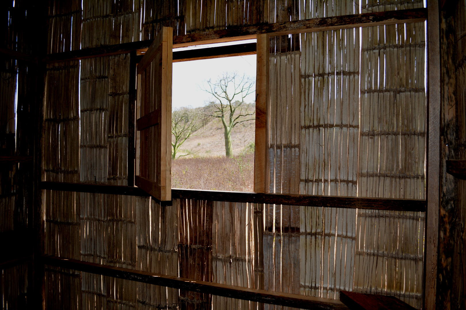 una ventana al ceibo