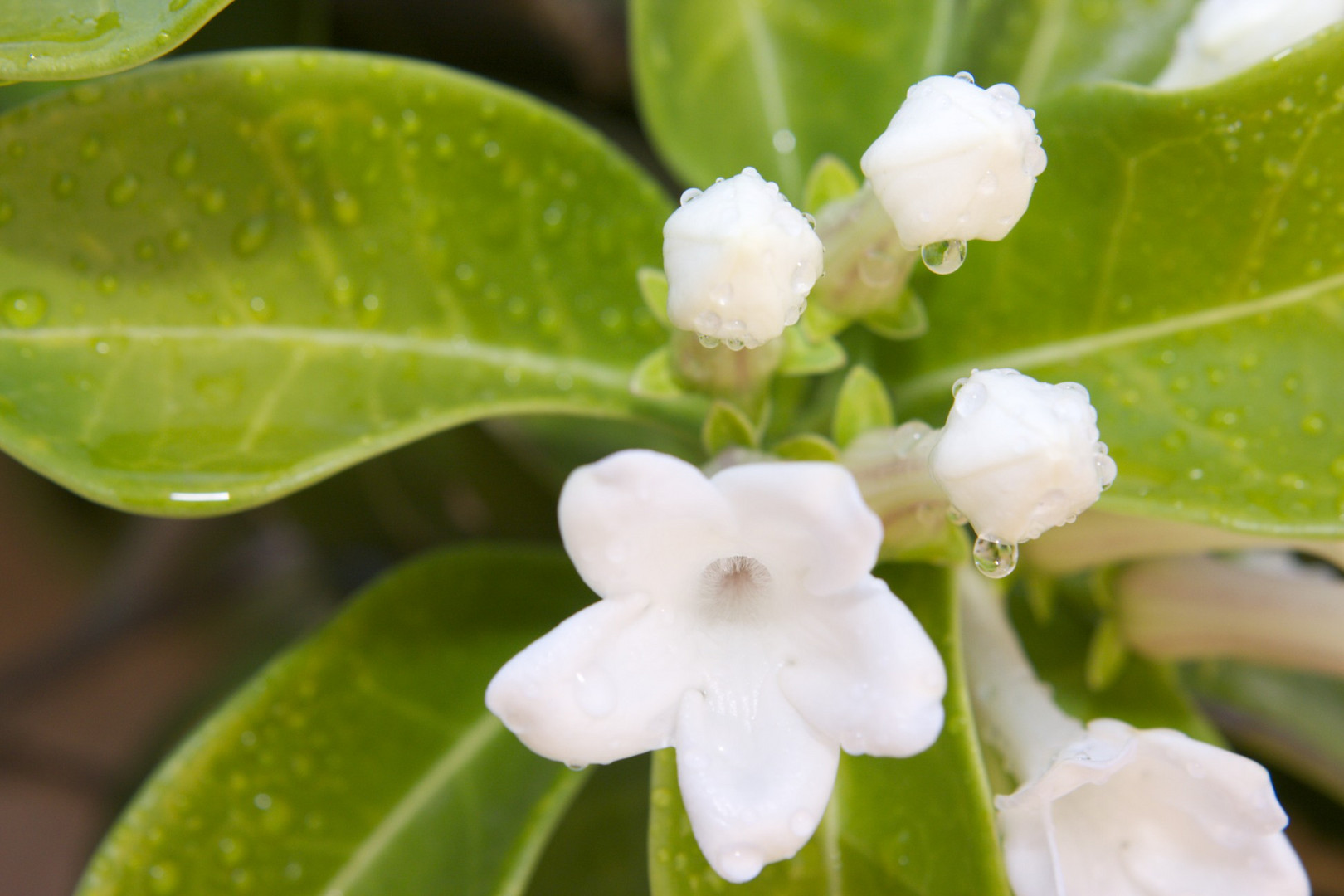 Una vez mas la belleza de la Naturaleza