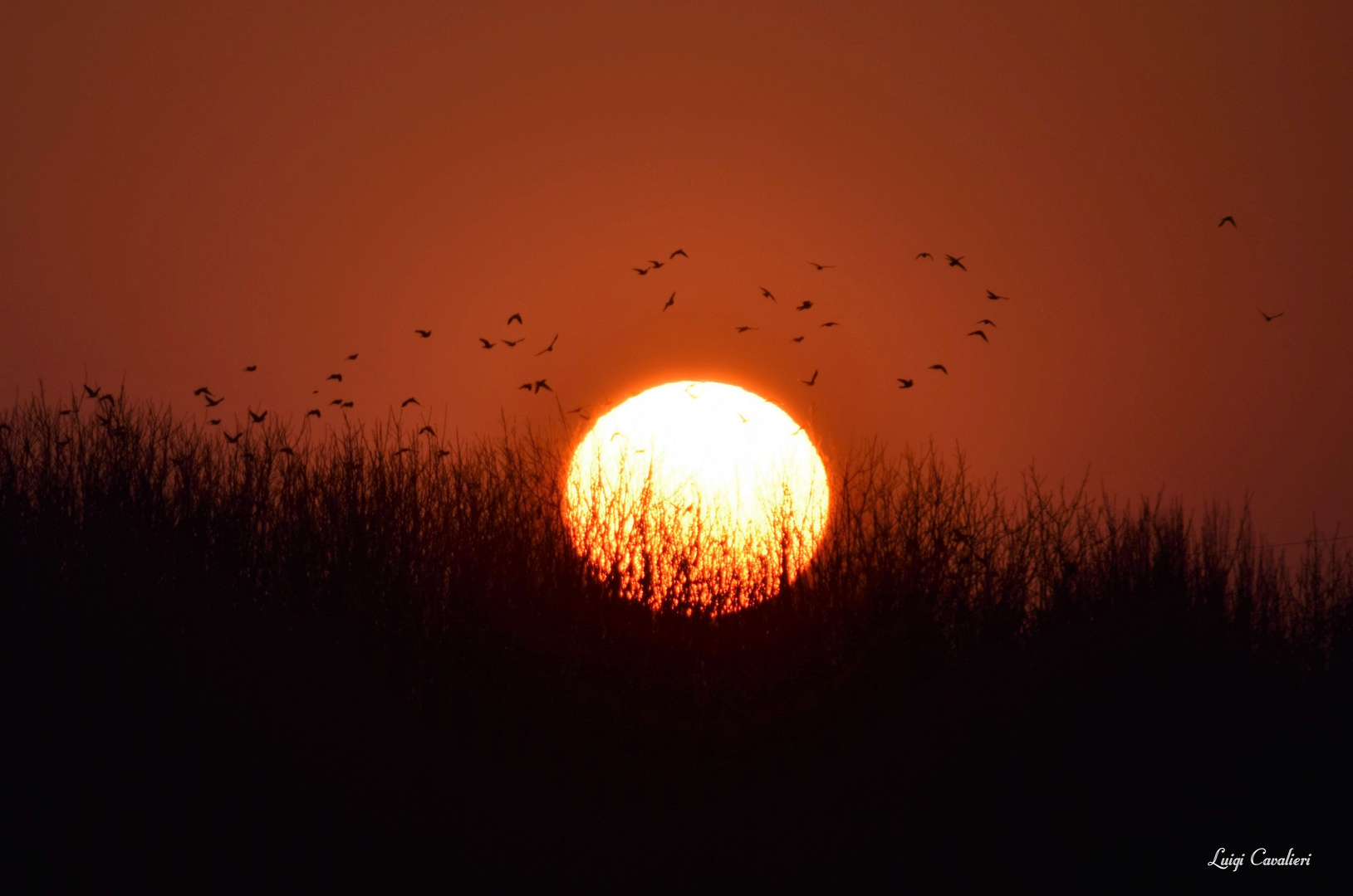 Un'altra giornata se ne va e gli uccelli" salutano" il sole...????