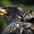 Unangenehm - wenn der Wind von hinten kommt!