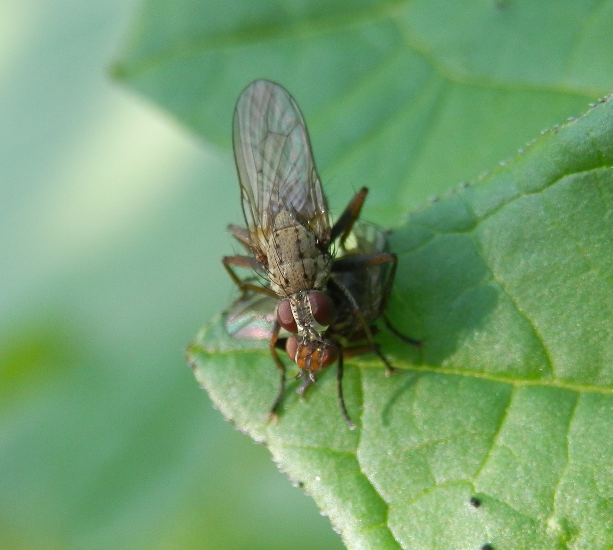 Unangenehme Begegnung zweier Fliegen auf der Giftbeere