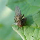 Unangenehme Begegnung zweier Fliegen auf der Giftbeere