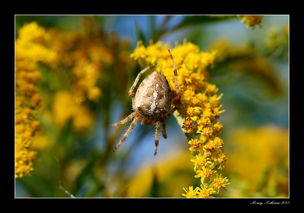 Unangenehmer Besuch...