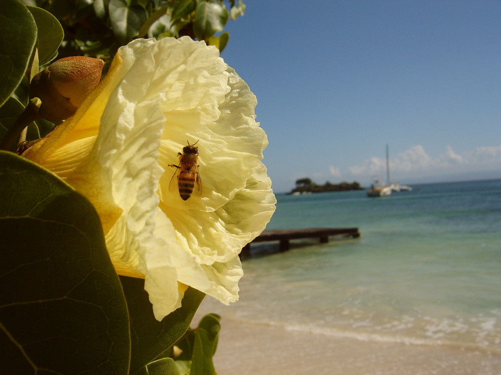 un'ape sulla spiaggia