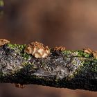 Unauffällig, aber nicht selten: Rasiges Haarschüsselchen