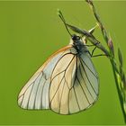 Unauffällig elegant im wildseidenen Designerkleid - [ Aporia crataegi ]