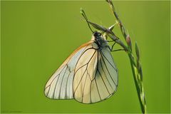 Unauffällig elegant im wildseidenen Designerkleid - [ Aporia crataegi ]