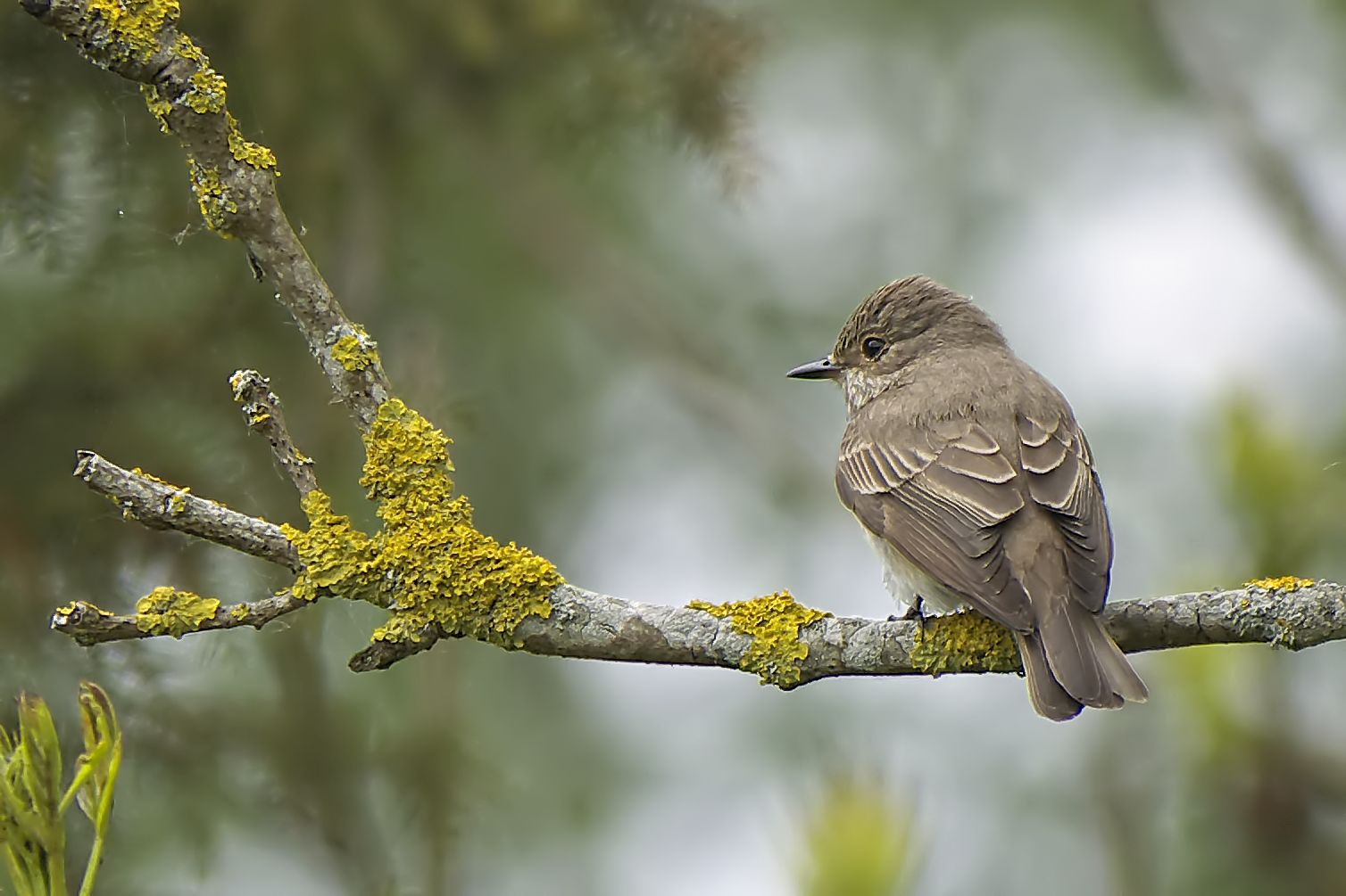 unauffällig im Gefieder... Foto & Bild | schweden, natur, vögel Bilder ...