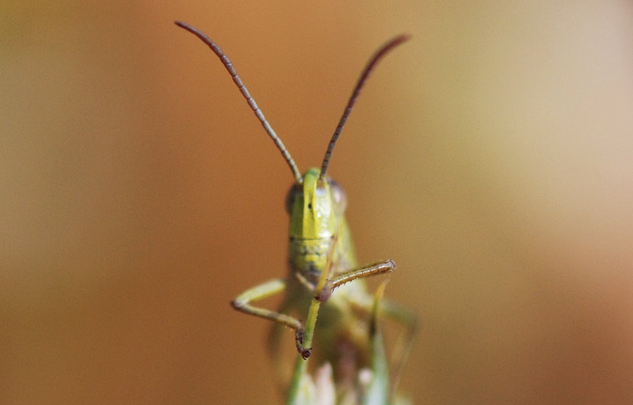 unauffälliger Spion