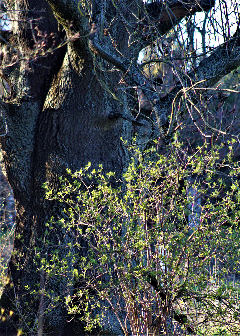 unaufhaltsam Frühling