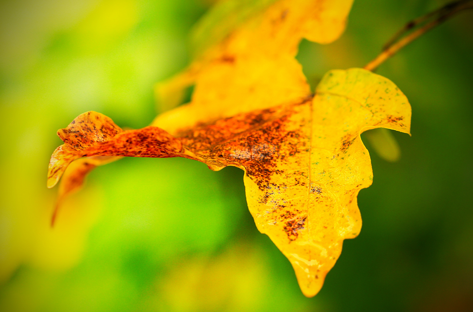 Unaufhaltsam zieht der Herbst heran