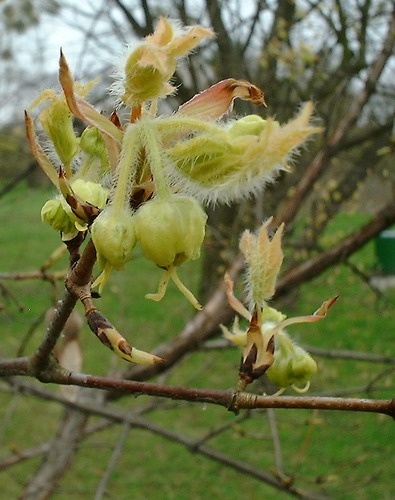 Unaufhaltsamer Frühling