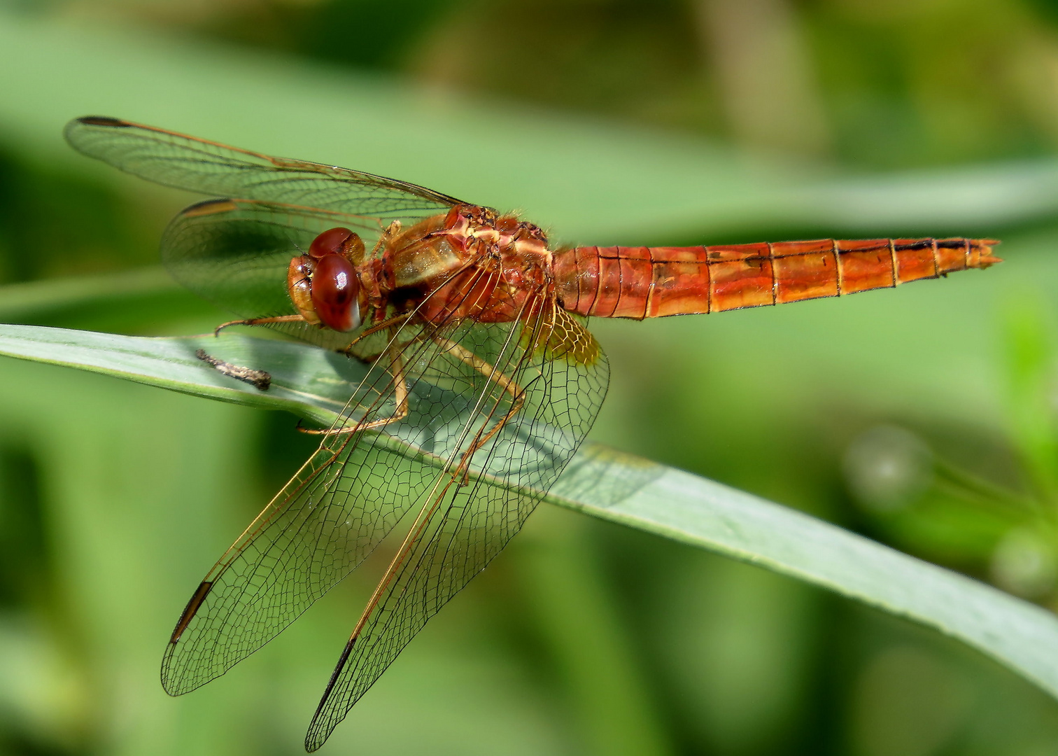 Unausgefärbtes Weibchen der Feuerlibelle (Crocothemis erythraea) 