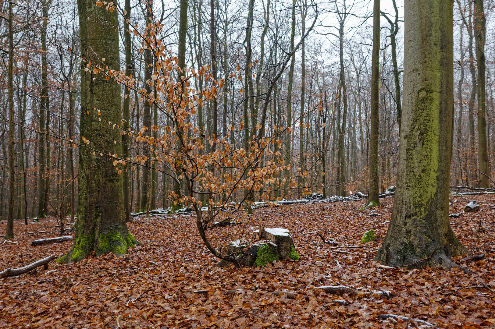 Unbändige Lebenskraft