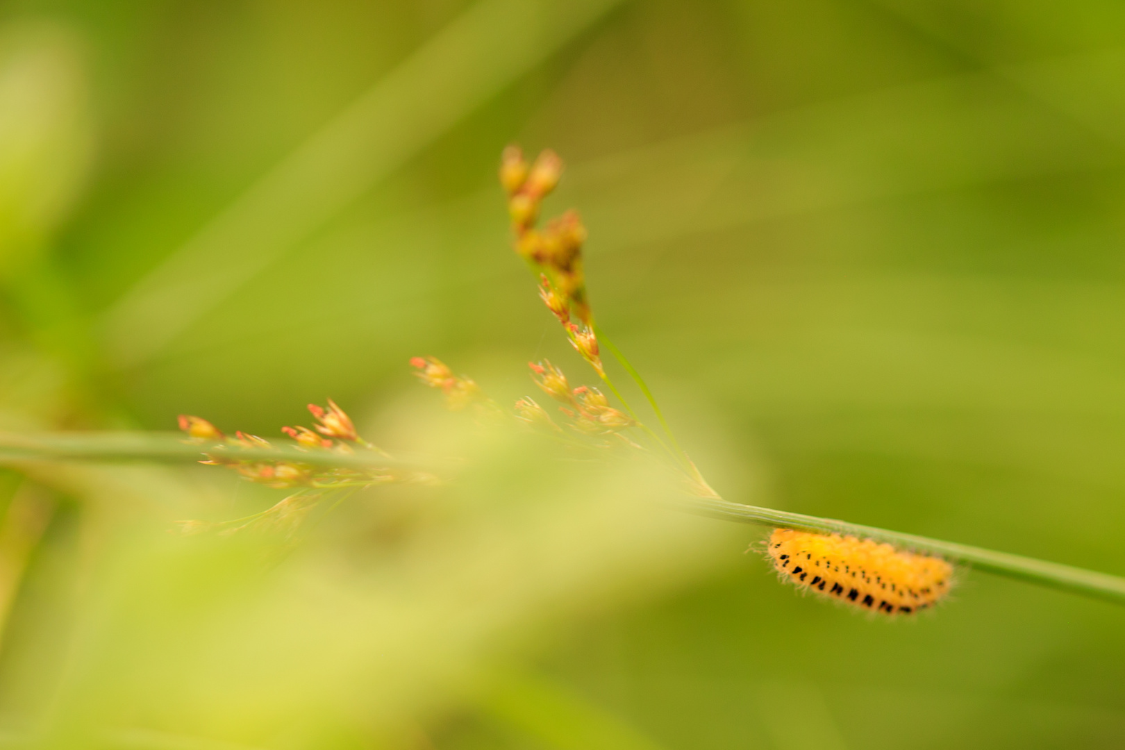 Unbearbeitete Raupe des Sechsfleckwidderchens 