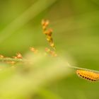 Unbearbeitete Raupe des Sechsfleckwidderchens 