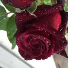 Unbearbeitete Rose