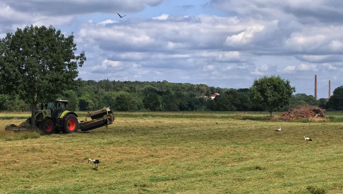 Unbeeindruckt zeigen sich die Störche....