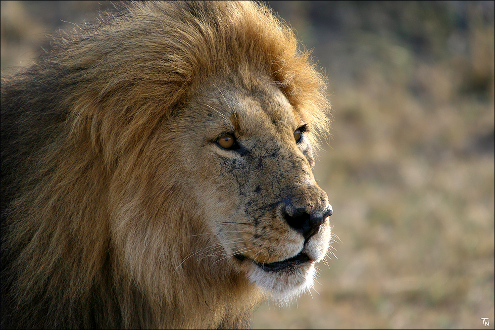 unbefriedigter Löwe morgens um sieben in der Masai Mara