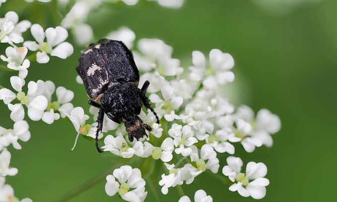 UNBEHOLFEN STOLPERT ER HERUM