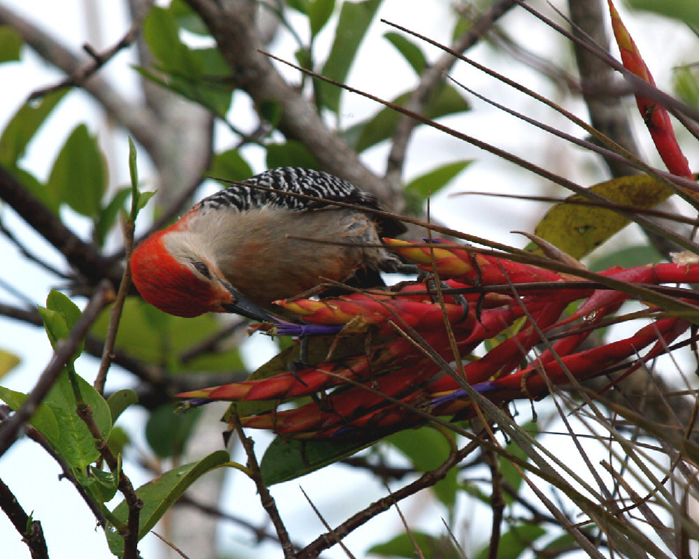 Unbek. Wildvogel auf Bromelie