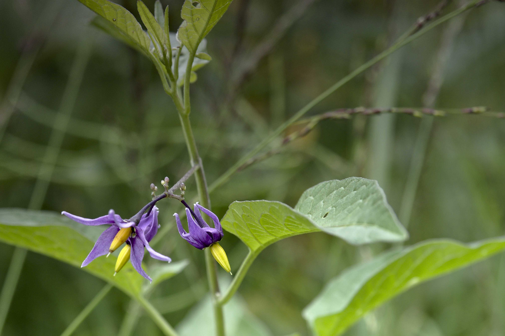 Unbekannt Blume