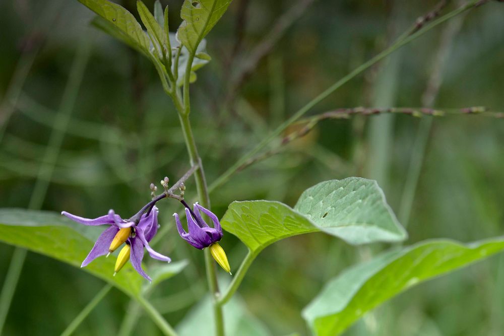 Unbekannt Blume