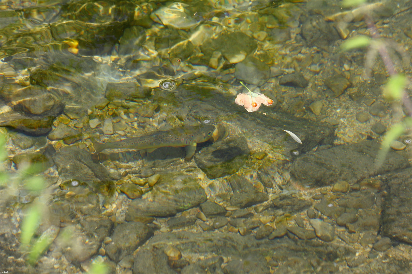 Unbekannt im Bach