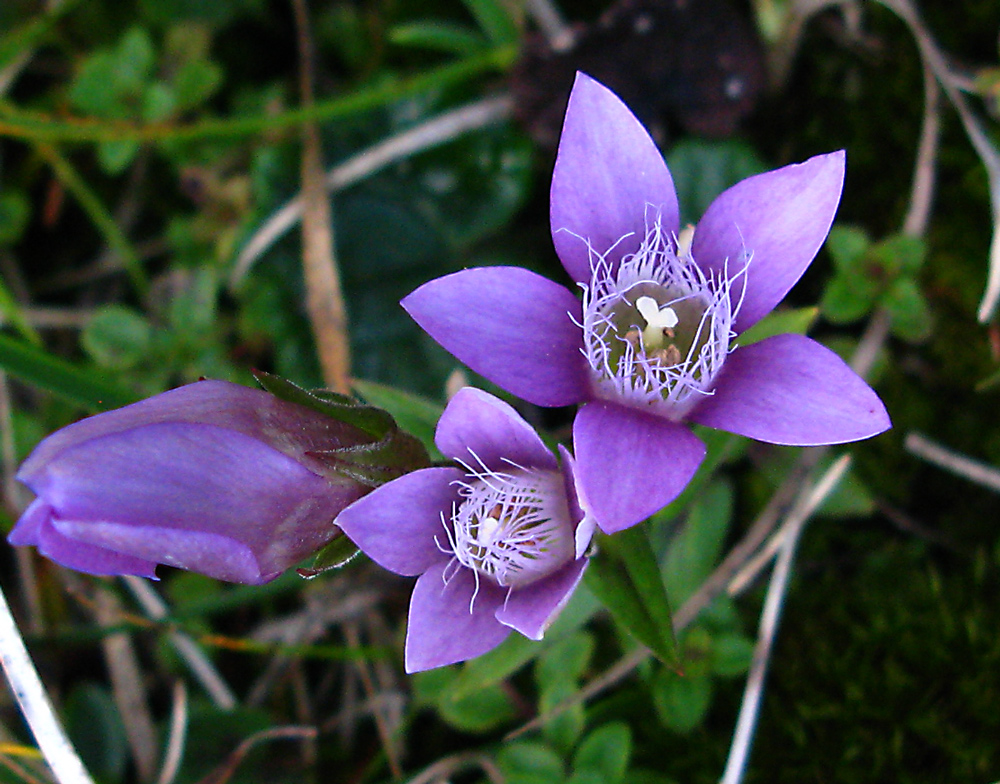 UNBEKANNTE ALPENBLÜTE