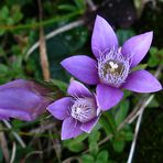 UNBEKANNTE ALPENBLÜTE