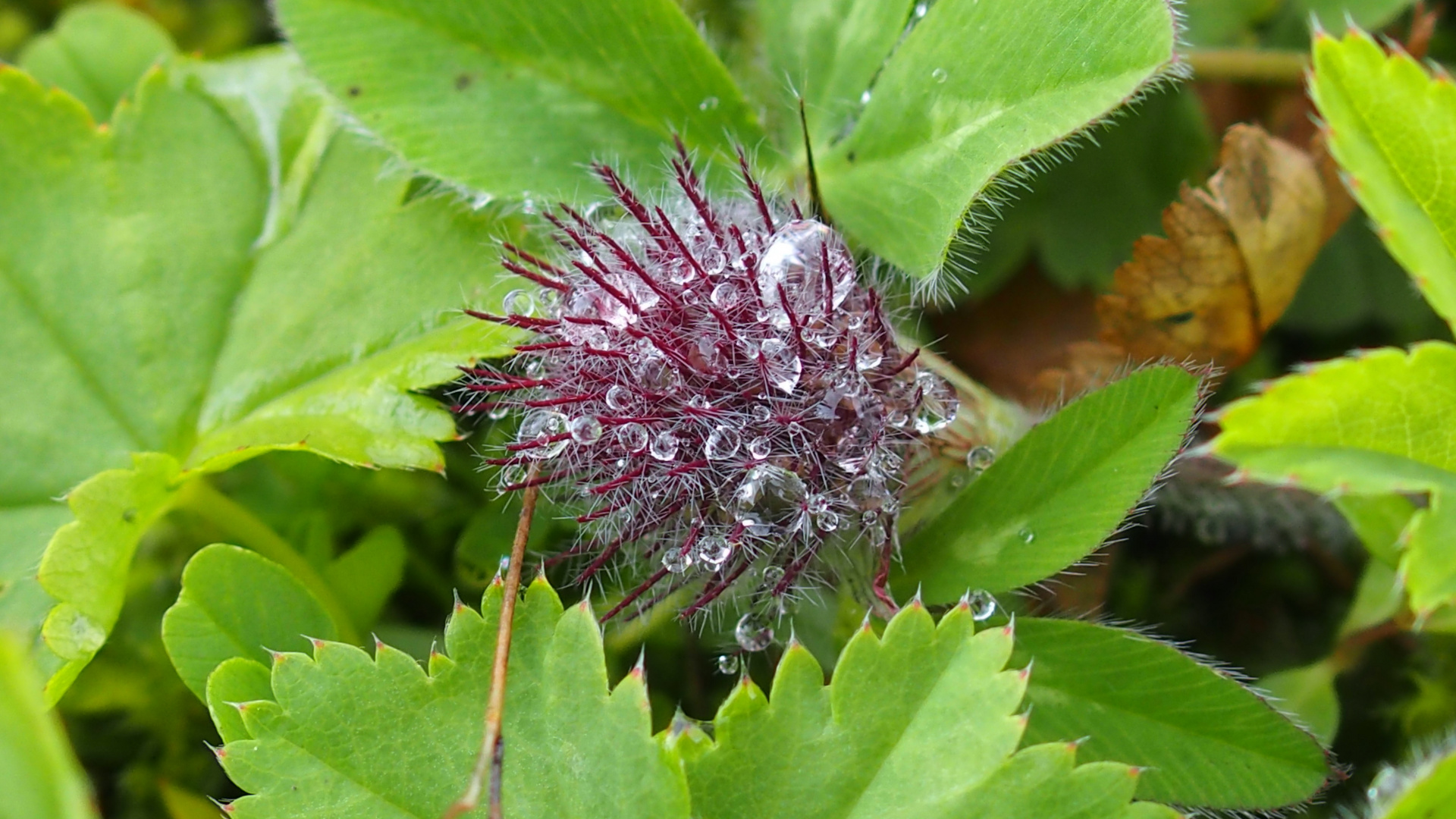 Unbekannte Alpenblume mit Wassertropfen