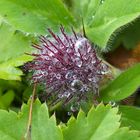 Unbekannte Alpenblume mit Wassertropfen